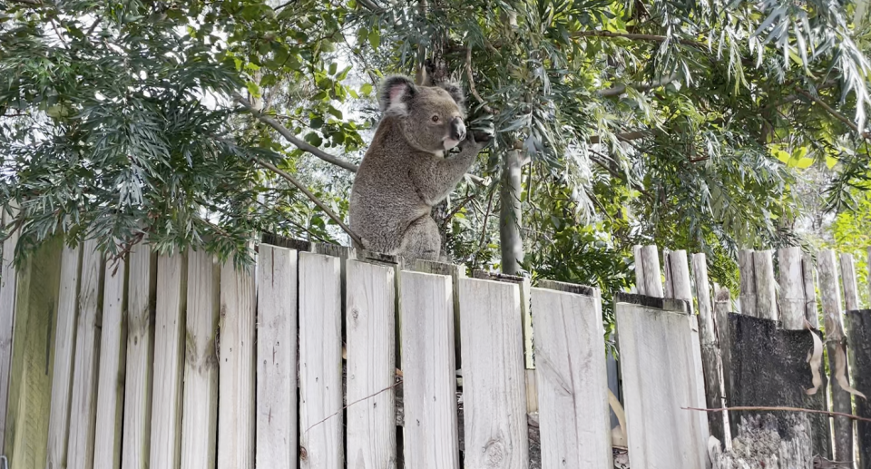 A koala in a tree in front of a suburban fence in a backyard.