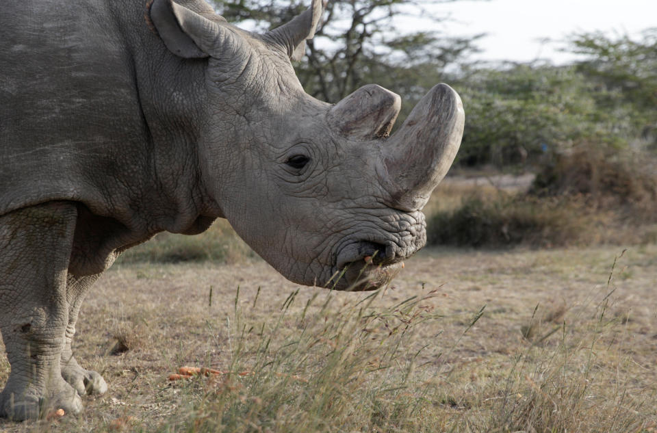 Sudan is seen at the Ol Pejeta Conservancy in Laikipia, Kenya, on June 18, 2017.