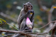 <p>Ein Affe knabbert an einer Lotusblume, die er während der Feierlichkeiten zum Magha Puja – dem Feiertag der Theravada-Buddhisten in Thailand, Laos, Sri Lanka, Myanmar und Kambodscha – gefunden hat. (Bild: Reuters) </p>