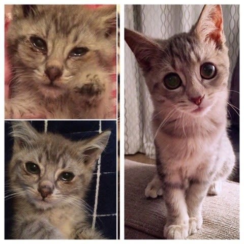 <div><p>"This is little Penny! Her litter was found in a barn when she was only a few weeks old. She had ear mites, an eye infection and was very underweight. She is a happy and healthy cat now living her days in luxury!" —<a href="https://www.buzzfeed.com/staceyk4355c227f" rel="nofollow noopener" target="_blank" data-ylk="slk:Stacey Kirsten;elm:context_link;itc:0;sec:content-canvas" class="link "><u><b>Stacey Kirsten</b></u></a></p></div>