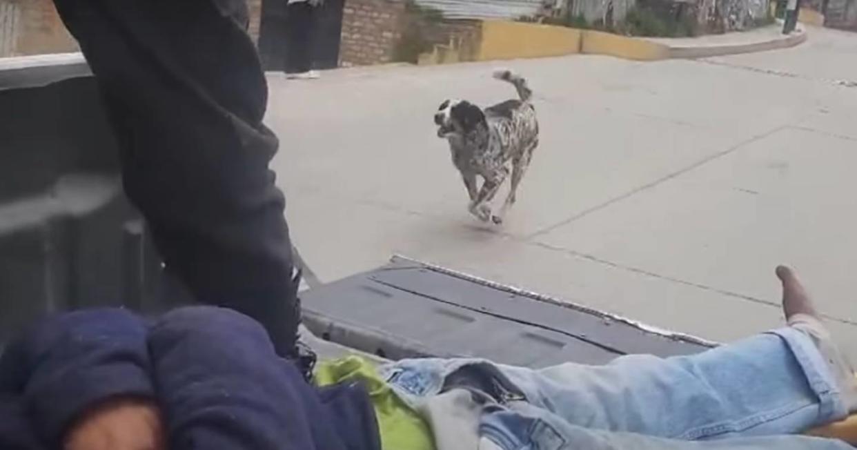 Manchas, el perrito que nunca se separó de su dueño cuando fue llevado al hospital. Foto: Captura de video YouTube vía Latina Noticias