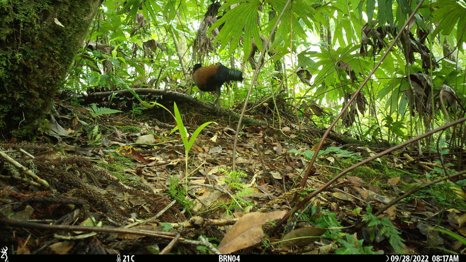 The black-naped pheasant-pigeon, a species lost to science since 1882, was rediscovered after camera traps set up by an expedition team with the Search for Lost Birds in Papua New Guinea captured photos of the large, ground-dwelling bird in Papua New Guinea.  / Credit: Doka Nason/American Bird Conservancy