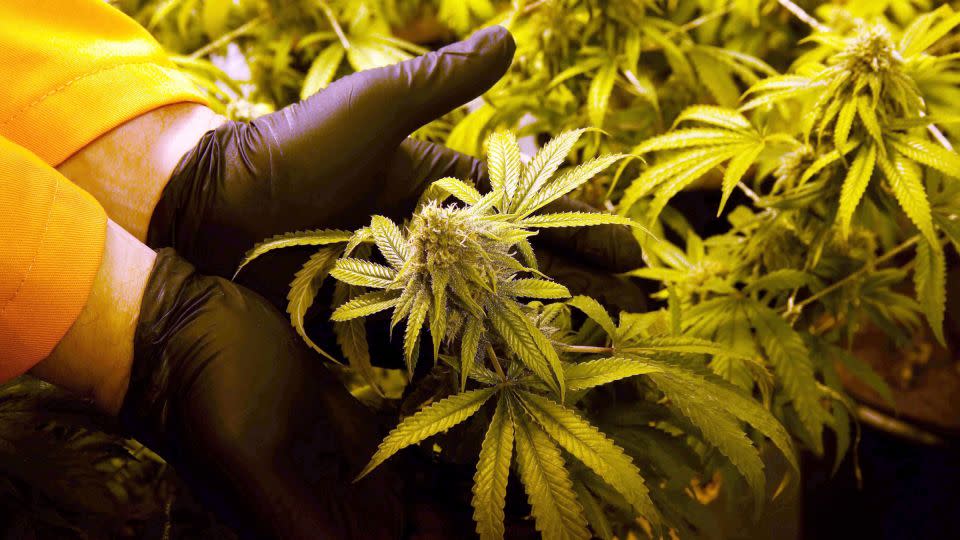 In this June 2016 photo, Surterra Therapeutics Cultivation Manager Wes Conner displays the fully grown flower of one of their marijuana plants at their north Florida facility, on the outskirts of Tallahassee, Florida. - Joe Rondone /Tallahassee Democrat/AP