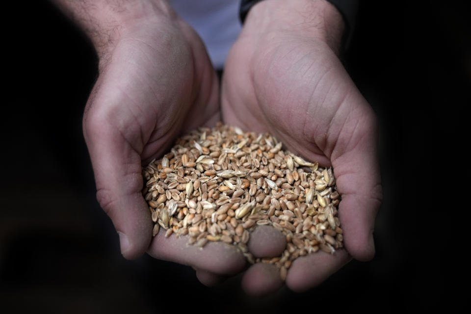 FILE - A worker holds a handful of wheat at the Modern Mills of Lebanon, in Beirut, Lebanon, April 12, 2022. Lebanese lawmakers on Tuesday, July 26, 2022, voted to use a $150 million World Bank loan to pay for wheat imports into the cash-strapped country. Already in the throes of a crippling economic crisis, Lebanon is also struggling to cope with a food security crisis that has left half its roughly 6 million people without adequate food. (AP Photo/Hussein Malla, File)