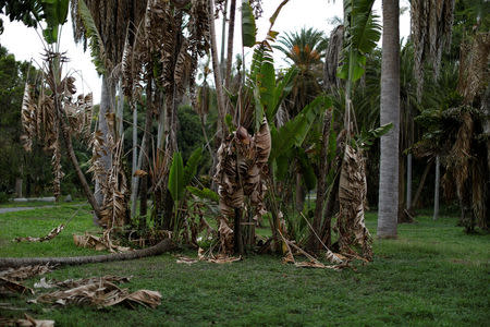 Dried palm leaves are seen at the botanical garden in Caracas, Venezuela July 9, 2018. Picture taken July 9, 2018. REUTERS/Marco Bello