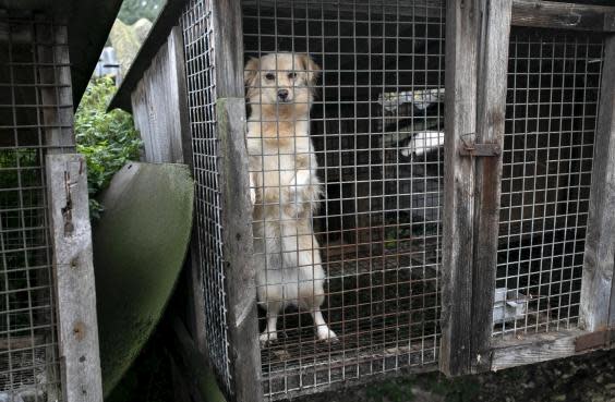 Some of the animals found were just puppies (Open Cages)