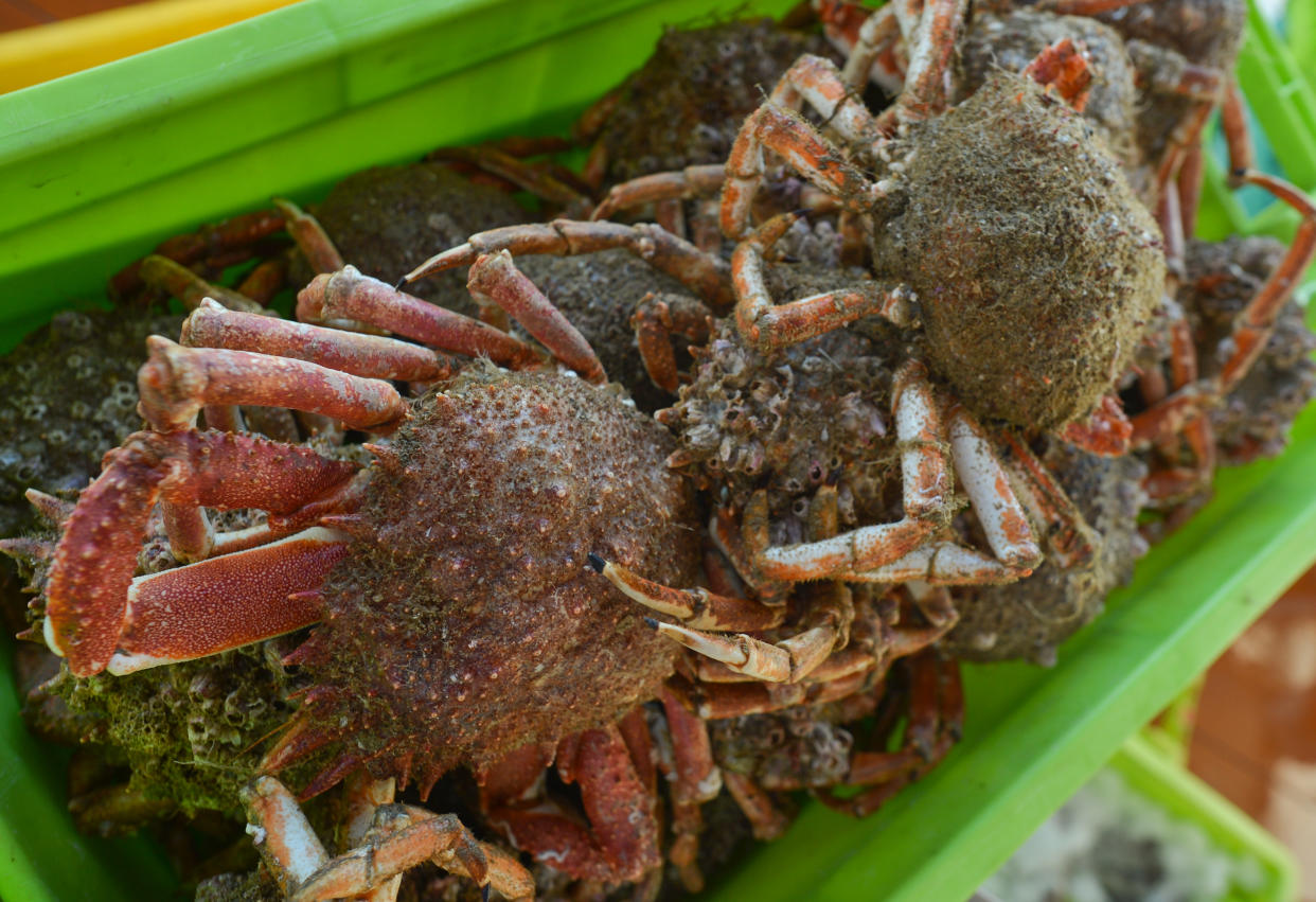 A basket with spider crabs seen inside a fish market in Port-en-Bessin.
On Friday, August 2, 2019, in Caen, Normandy, France. (Photo by Artur Widak/NurPhoto via Getty Images)