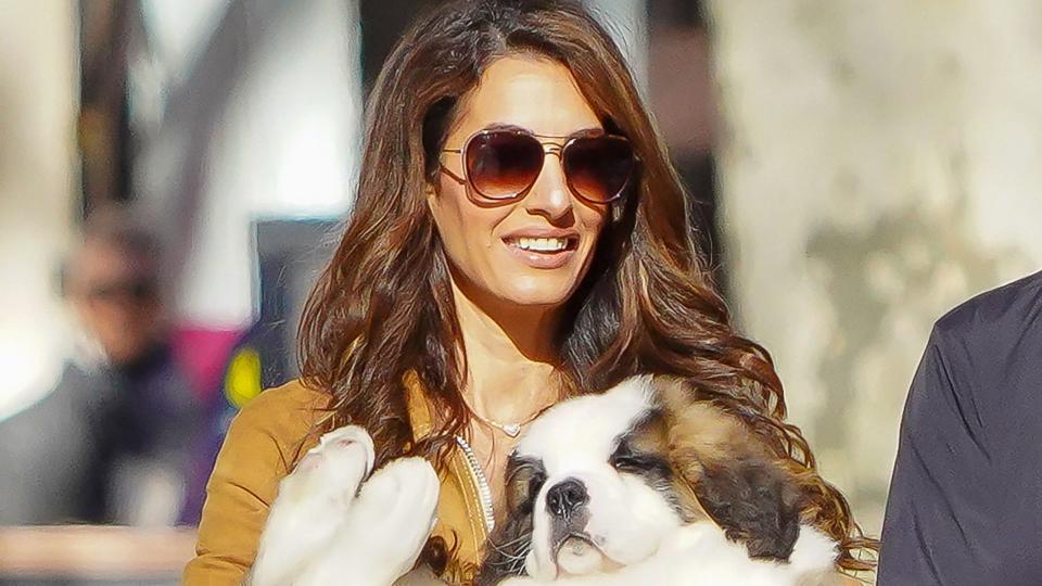 Amal Clooney cradles a St Bernard puppy