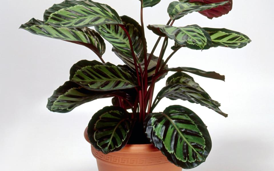 Calathea roseopicta (Peacock plant) - Matthew Ward