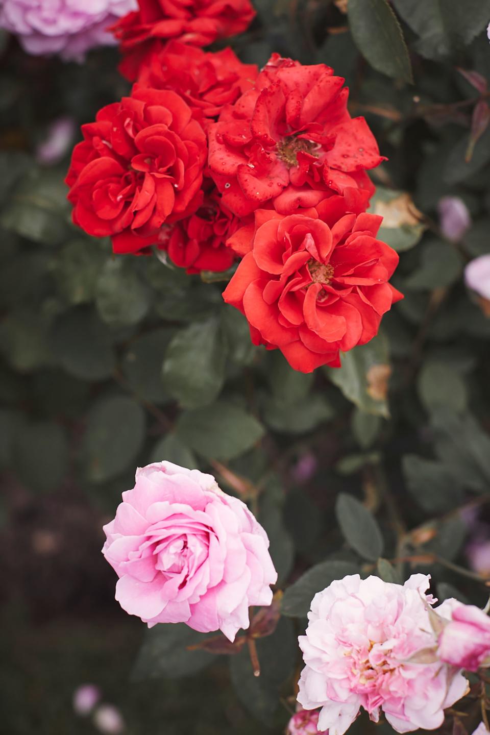 English roses in full bloom in my father’s rose garden. He’s always been passionate about flowers and is a keen gardener.