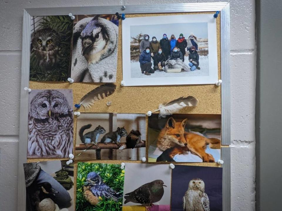 This bulletin board outside the Wildlife Room shows the many animals and birds that they were able to treat before the avian flu outbreak led to restrictions.   (Shane Hennessey/CBC  - image credit)