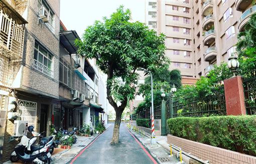 這顆大樹就長在高雄新興區的巷弄中。（圖／高雄點 Kaohsiung.臉書）