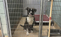 An abandoned dog sits in a kennel at Oakland Animal Services on Thursday, April 4, 2024, in Oakland, Calif. The city animal shelter has seen a surge in pets surrendered by tenants who can't find rentals that allow pets. A bill in California wants to make more rental housing available to tenants with pets. (AP Photo/Terry Chea)