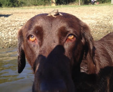 A Dog and a Frog