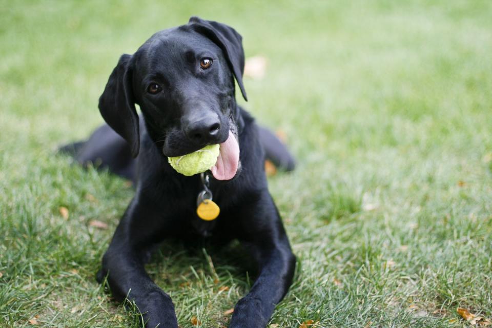 <p>The Weimador is also known as the Labraraner, according to Wag!, and is a <a href="https://wagwalking.com/breed/labmaraner" rel="nofollow noopener" target="_blank" data-ylk="slk:mix between a Labrador and a Weimaraner;elm:context_link;itc:0;sec:content-canvas" class="link ">mix between a Labrador and a Weimaraner</a>. They are extremely active dogs and would love to spend time with someone who can take them <a href="https://www.womansday.com/life/pet-care/a27354292/ruffwear-highlands-dog-sleeping-bag/" rel="nofollow noopener" target="_blank" data-ylk="slk:camping;elm:context_link;itc:0;sec:content-canvas" class="link ">camping</a>, hiking, running, and swimming. </p><p><em><strong>READ MORE:</strong> <a href="https://www.womansday.com/life/pet-care/g26459224/best-large-dog-breeds/" rel="nofollow noopener" target="_blank" data-ylk="slk:20 Best Large Dog Breeds to Bring Home;elm:context_link;itc:0;sec:content-canvas" class="link ">20 Best Large Dog Breeds to Bring Home</a></em></p>