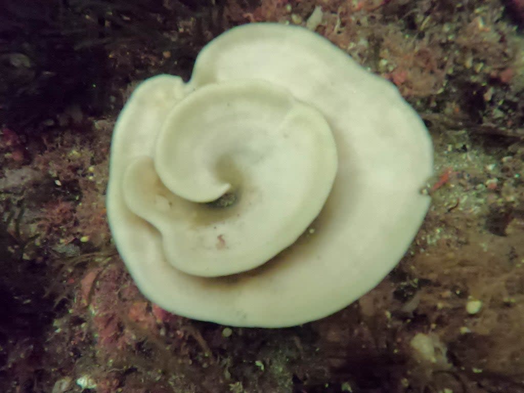 Bleached sea sponges have been found under the water in Breaksea Sound and Doubtful Sound fjords in Fiordland, New Zealand  (Dr Valerio Micaroni / Francesca Strano / Victoria University of Wellington)