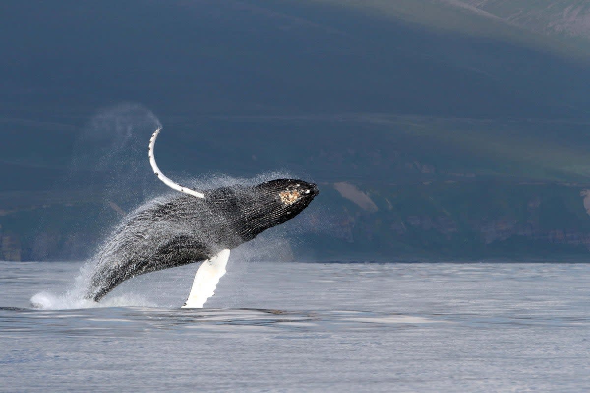 A humpback whale – which is a type of baleen whale – near Bering Island, located off the Kamchatka Peninsula in the Bering Sea 