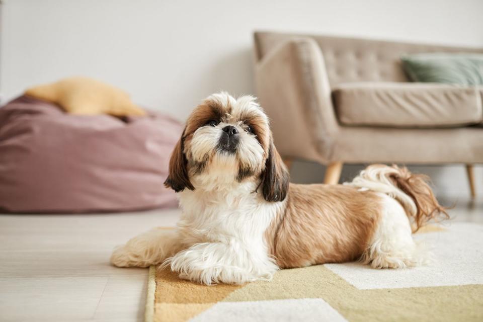 portrait of small shih tsu dog with medium length white and brown hair lying on carpet in living room with sofa and bean bag in the background