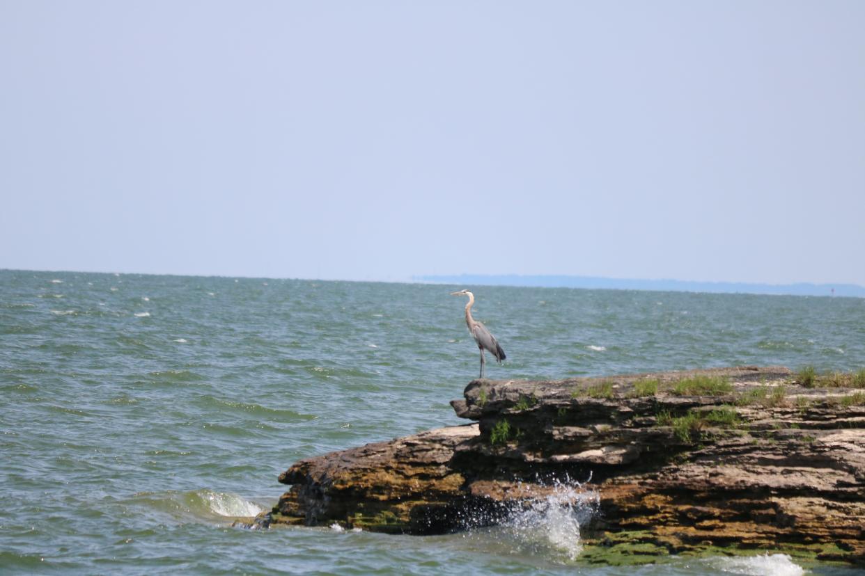 A grey heron perches on the rocks along the edge of the Lake Erie shore at the peak of the Marblehead Peninsula at the east end of Ottawa County.