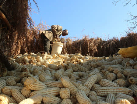 Resettled farmer Mike Madoro stores maize harvested on his six hectares of land near Chinhoyi, Zimbabwe, July 26, 2017. Picture taken July 26, 2017. To match Special Report ZIMBABWE-MUGABE/FARMING REUTERS/Philimon Bulawayo