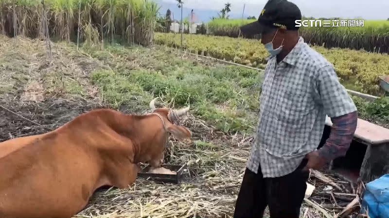 70歲的陳阿伯飼養黃牛寵物，並示範如何爬上牛背發號司令。