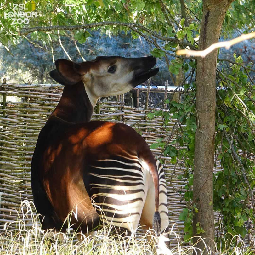 Oni。（圖／ZSL London Zoo）