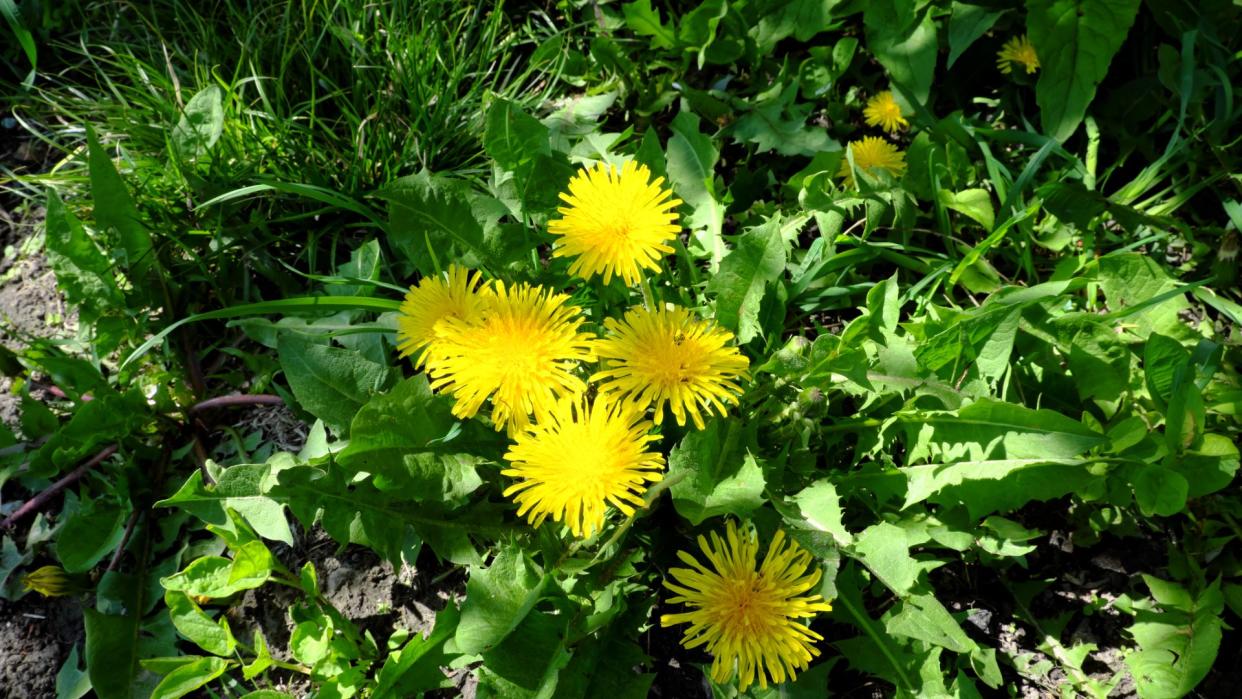 Dandelion greens