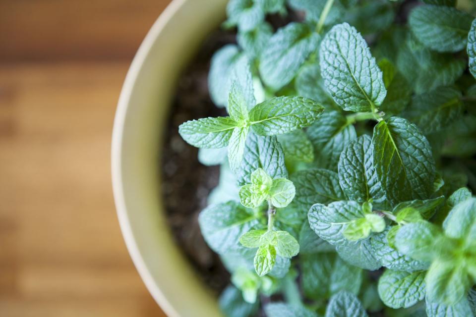 <p>Fresh mint can be used in much more than just tea: it can even give your house a clean smell without being overly floral. This is the perfect one to have on your kitchen windowsill to bring a fresh scent to the room. </p><p><a class="link " href="https://go.redirectingat.com?id=127X1599956&url=https%3A%2F%2Fwww.waitrosegarden.com%2Fplants%2F_%2Fmentha-spicata%2Fclassid.2000029721%2F&sref=https%3A%2F%2Fwww.housebeautiful.com%2Fuk%2Fgarden%2Fplants%2Fg28899283%2Fplant-alternatives-air-fresheners%2F" rel="nofollow noopener" target="_blank" data-ylk="slk:BUY NOW;elm:context_link;itc:0;sec:content-canvas">BUY NOW</a></p>