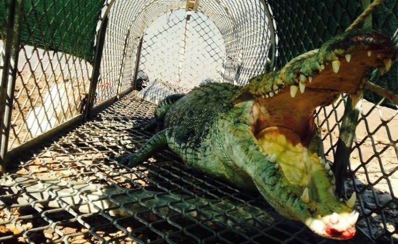 The Nyikina Mangala Rangers have trapped a 3.6m crocodile at Telegraph Pool on the Fitzroy River with the Department of Parks and Wildlife, Western Australia. The rangers have relocated the croc, which had been behaving aggressively, to the Malcolm Douglas Wilderness Wildlife Park in Broome. Picture: Kimberley Land Council / Facebook