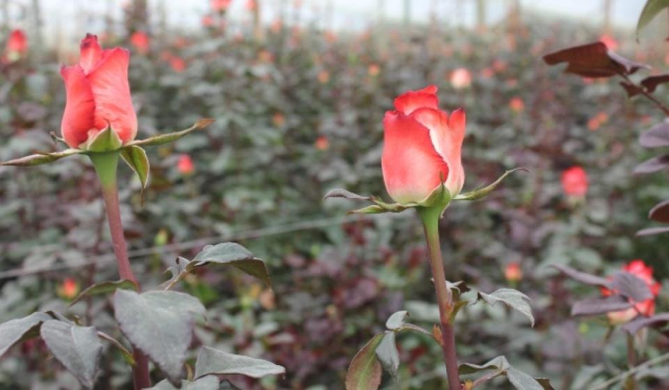 Exportación de flores colombianas en San Valentín. Imagen: Instituto Colombiano Agropecuario.