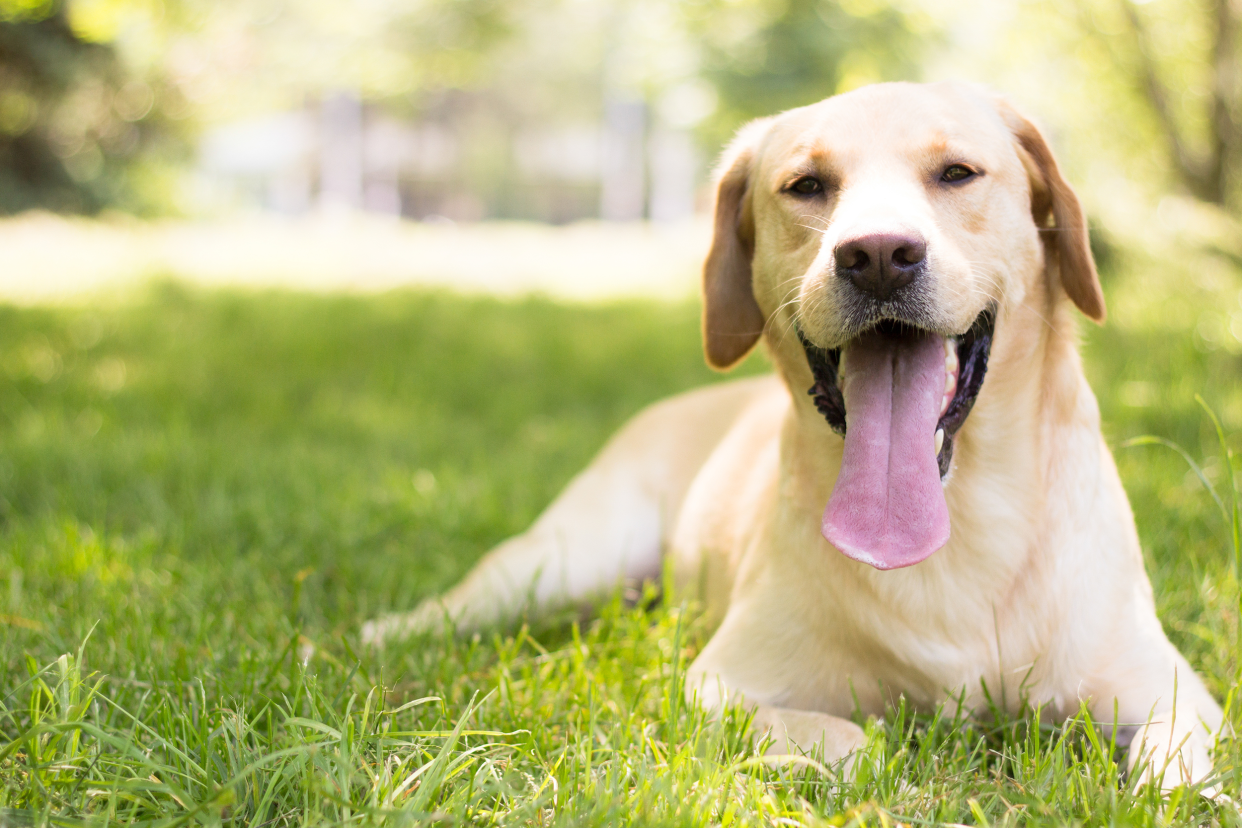 Labrador Retriever