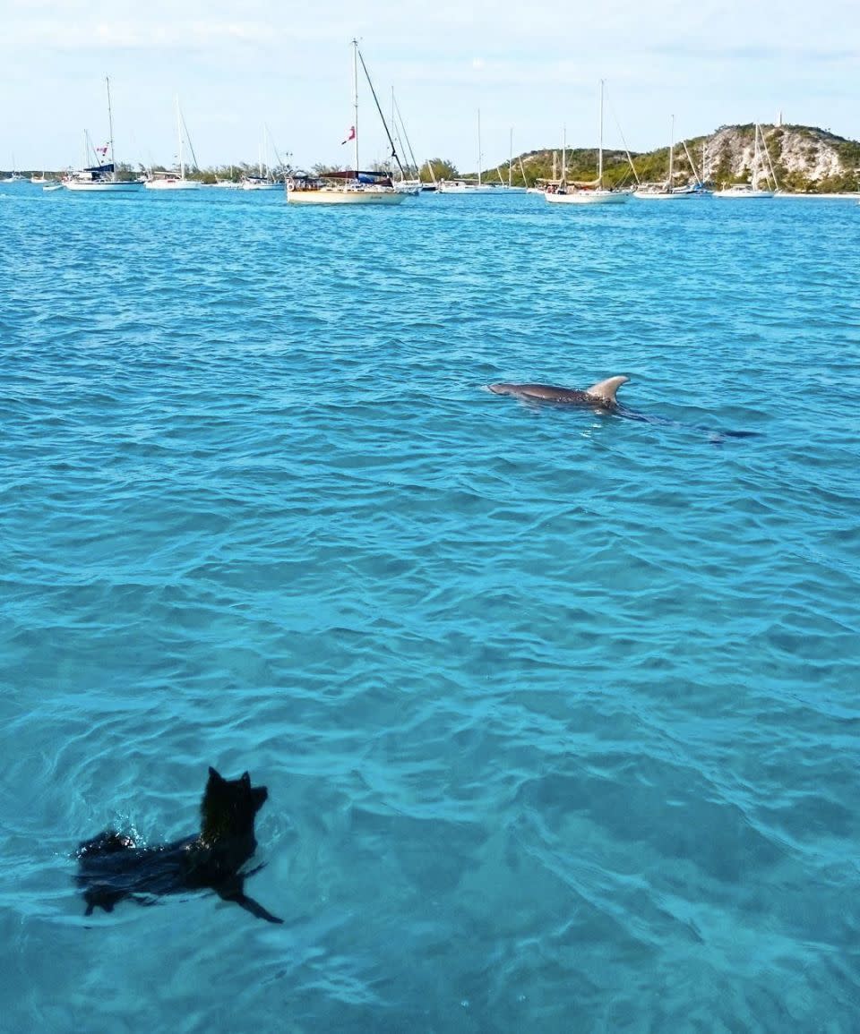 The two unlikely friends can be seen frolicking together in the Bahamas. Photo: Instagram