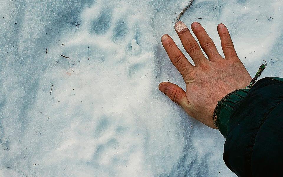 A bear track in the Alaska in the backcountry near where resident Shannon Stevens was bit by a bear in an outhouse - Erik Stevens 