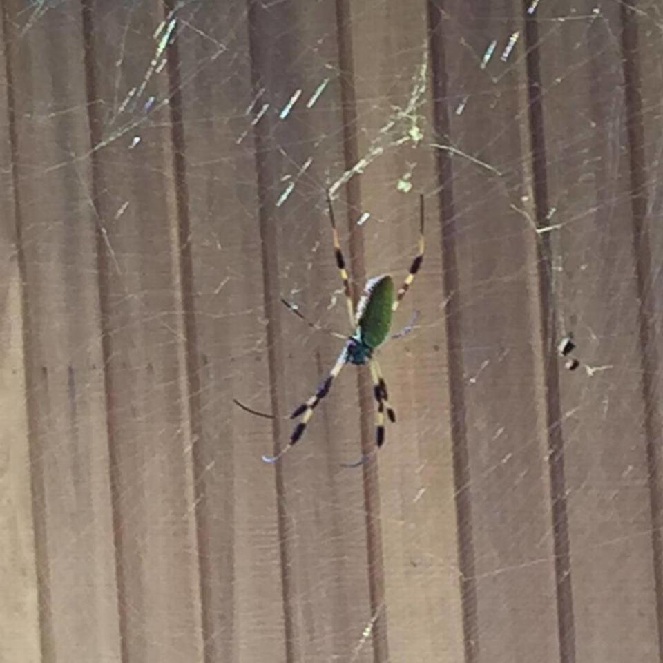 The Golden Silk Orbweaver spider has invaded Congaree National Park from coastal South Carolina in the past eight years.