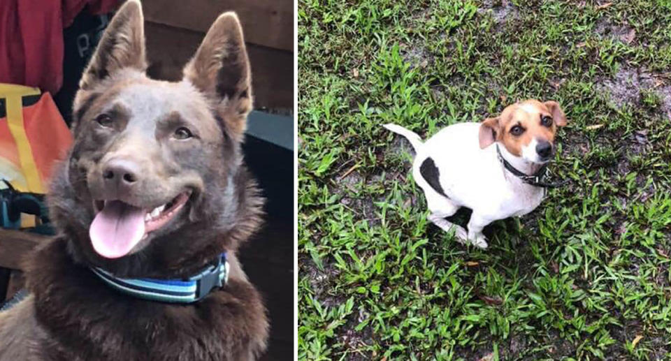 Dogs Shirl the red kelpie and Kipper the miniature Foxy pictured as they are missing in the Sunshine Coast fires.