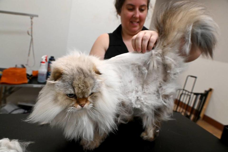 Mr. Pufferson gets a haircut at Fancy Felines, a cats-only grooming salon from owner Aubrey Bird.