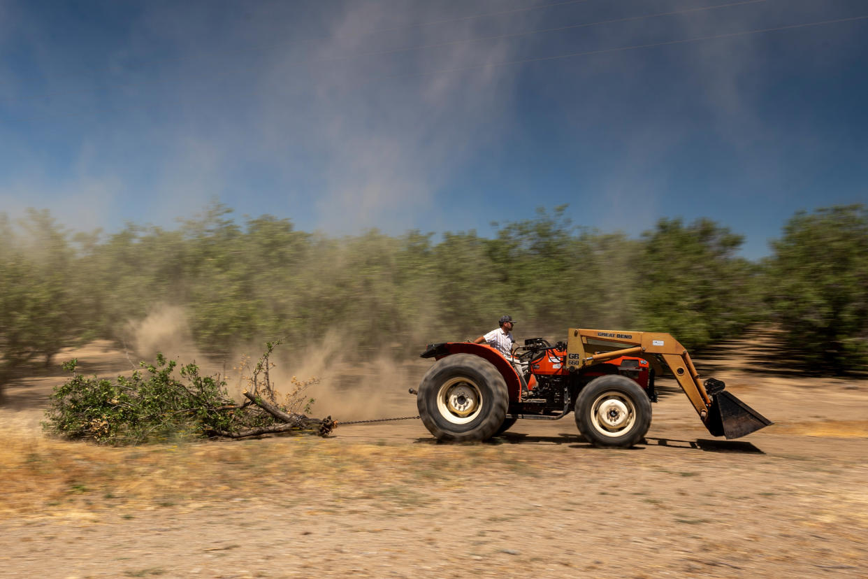 A farmer pulls a wind-felled almond tree with a tractor on an almond farm in Gustine, California, U.S., on Monday, June 14, 2021. (David Paul Morris/Bloomberg via Getty Images)