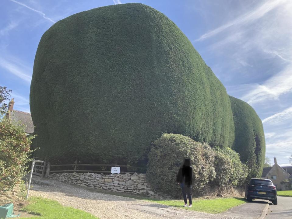 A giant hedge in width and height, soaring above a person and a car near it