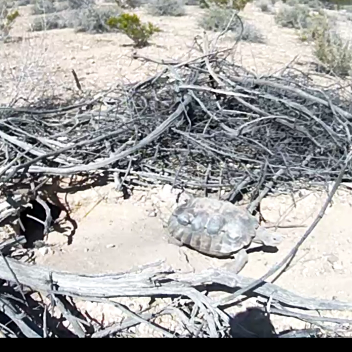 Mojave Max, Southern Nevada’s famous desert tortoise and weather prognosticator, officially emerged from his burrow on April 23, 2024, at 3:09 p.m. The latest day he has ever emerged was last year on April 24th. The earliest he has emerged was Feb. 14, 2005, at 11:55 a.m. Credit: Clark County Desert Conservation Program