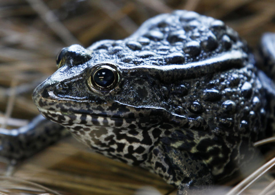 FILE - In this Sept. 27, 2011, file photo is a gopher frog at the Audubon Zoo in New Orleans. Federal officials are proposing on Friday, Sept. 4, 2020, changes to how the endangered species act is used following a U.S. Supreme Court ruling on habitat for the frog. (AP Photo/Gerald Herbert, File)