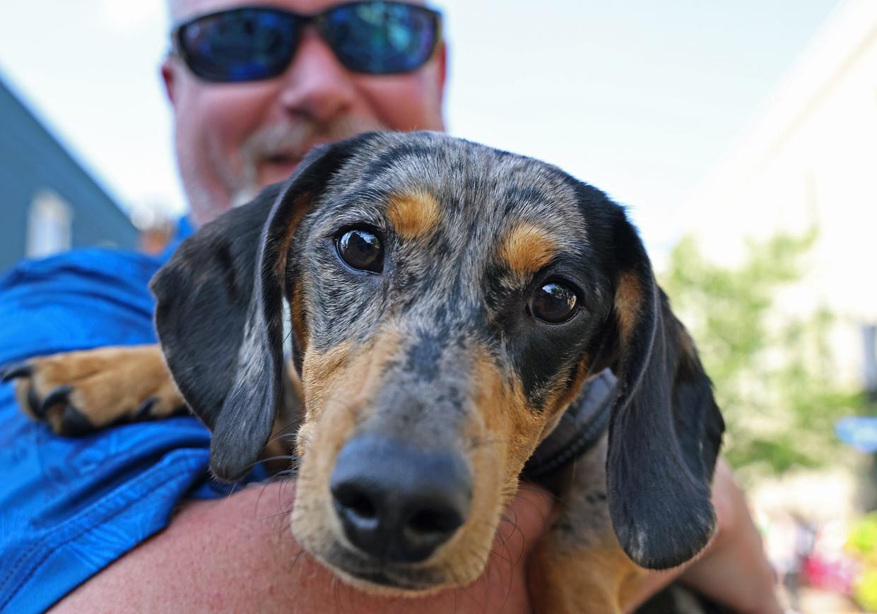 Waldo, a 6 1/2-month-old dapple dachshund, is held by his owner, Rob Ross, of Adrian at the pet parade Friday, Aug. 4, 2023, in downtown Adrian during First Fridays.