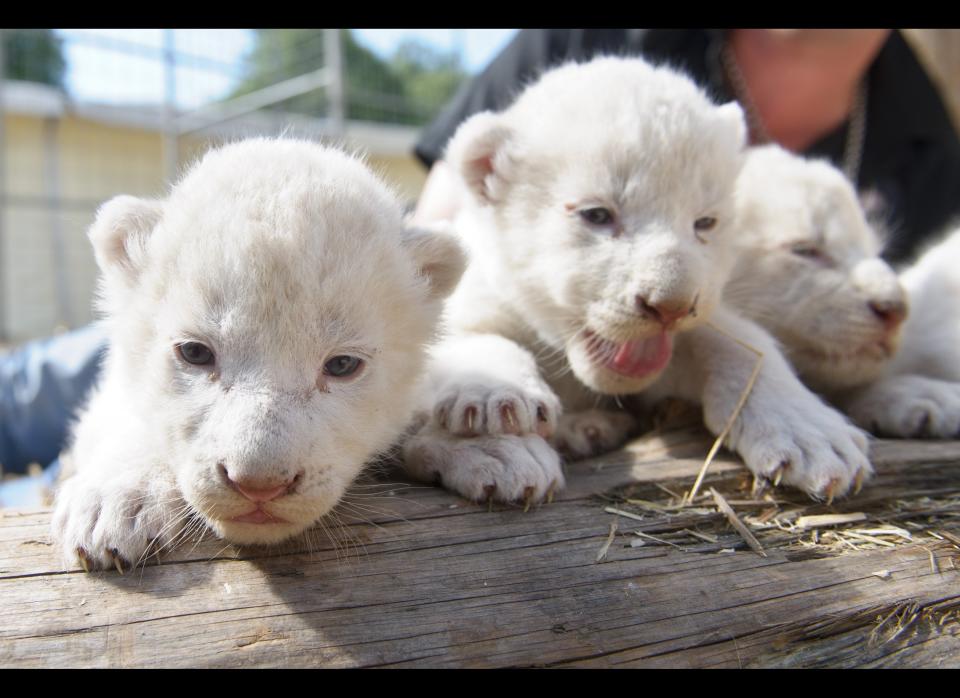 Three white lion babies are pictured in their enclosure on July 17, 2012 in Kempten, southern Germany. Lion mother Princess gave birth to six white lion cubs on July 11, 2012 at the Circus Krone.      AFP PHOTO / TOBIAS KLEINSCHMIDT    GERMANY OUT        (Photo credit should read TOBIAS KLEINSCHMIDT/AFP/GettyImages)