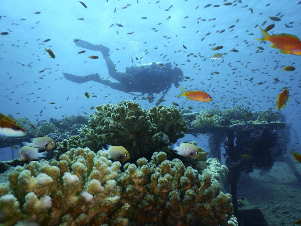 This Thursday, Jan. 17, 2019 photo, provided by the Interuniversity Institute for Marine Sciences, IUI, shows corals at the institute's coral farm in the Red Sea city of Eilat, southern Israel. As the outlook for coral reefs across our warming planet grows grimmer than ever, scientists have discovered a rare glimmer of hope: the corals of the northern Red Sea may survive, and even thrive, into the next century. The coral reefs at the northernmost tip of the Red Sea are exhibiting remarkable resistance to the rising water temperatures and acidification facing the region, according recent research conducted by IUI. (Interuniversity Institute for Marine Sciences/Dror Komet via AP)