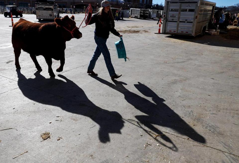 Raelin Musgrove, 17, from Detroit, Texas, walks her Red Angus heifer Zuzu into the cattle barn. Musgrove owns her own cattle company after starting with two cows bought from her grandmother. “It’s a small little herd, but it’s a herd,” said Musgrove. She now has a herd of seven.