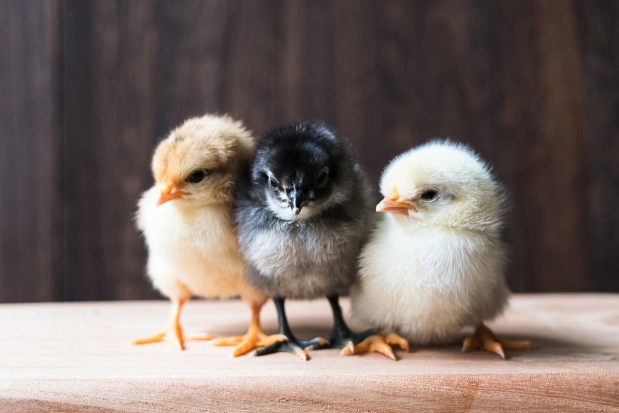 three little chicks