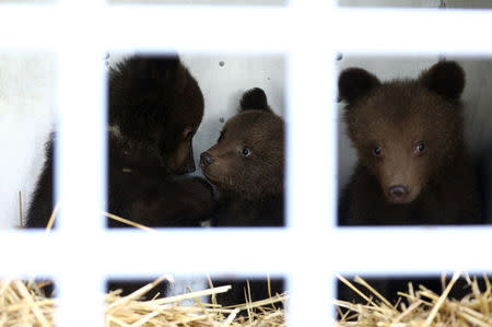Three bear cubs who were found by the Bulgarian authorities in the wild and rescued at the Dancing Bears Park are pictured inside a bus near Belitsa, Bulgaria, May 23, 2018, before their relocation to a bear orphan station in Greece. REUTERS/Stoyan Nenov