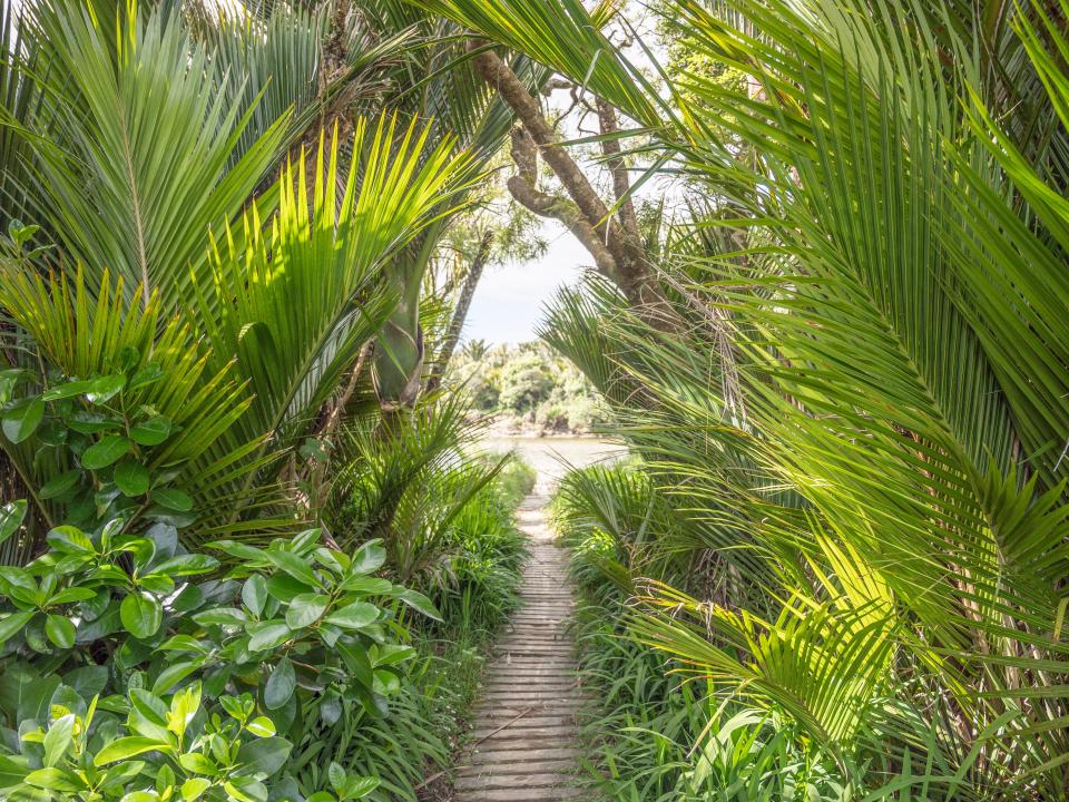 A small path going between big leafy palms and lush plants.