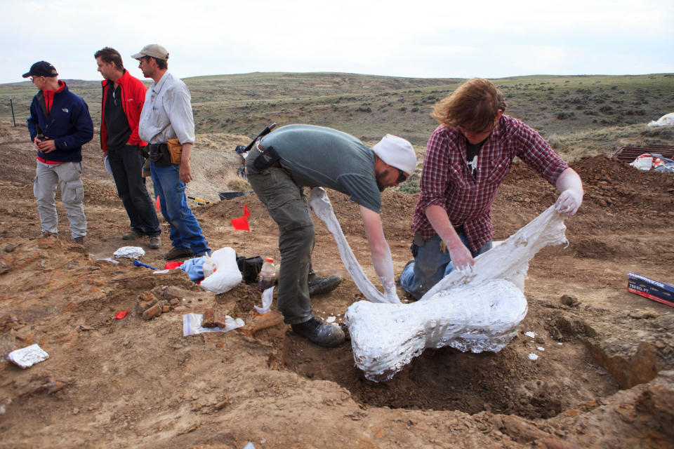 Not one, not two, but the remains of potentially three Triceratops have been unearthed near Newcastle, Wyo. -- and one just may be the most complete skeleton ever found of the horned dinosaur. (Photo: Esther Herberts/Naturalis)  <a href="http://www.huffingtonpost.com/2013/06/03/triceratops-skeletons-wyoming-dinosaurs_n_3379894.html?utm_hp_ref=unearthed" target="_blank">Read more here</a>