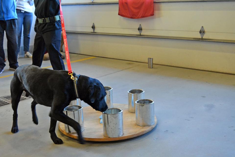 Tony, the Columbia Fire Department's new accelerant detection dog, takes part in a demonstration Friday at the department's downtown headquarters. Tony sits when he detects an accelerant, such as a solution of 50% gasoline soaked into a Q-tip hidden in one of the paint cans on the wheel. 