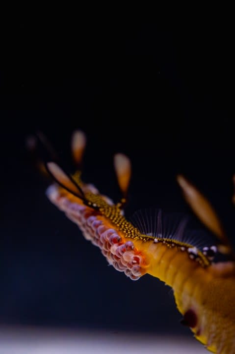 Birch Aquarium at Scripps | Photo: Jordann Tomasek
